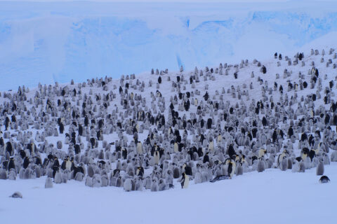 Ganz schön schwer zu zählen: Kaiserpinguine aus der antarktischen Atka-Bucht nahe der deutschen Neumayer-Station. (Foto: Céline Le Bohec)