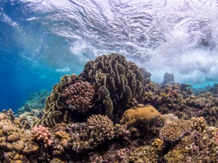 Bunte Korallendiversität im Roten Meer